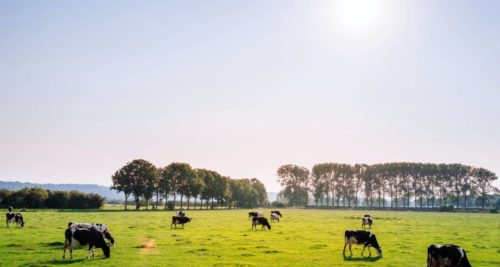 Mucche al pascolo in allevamento bio