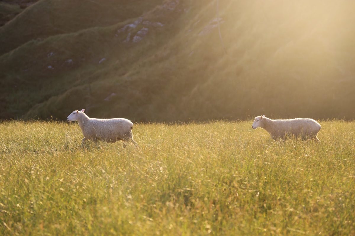Allevamento biologico di pecore