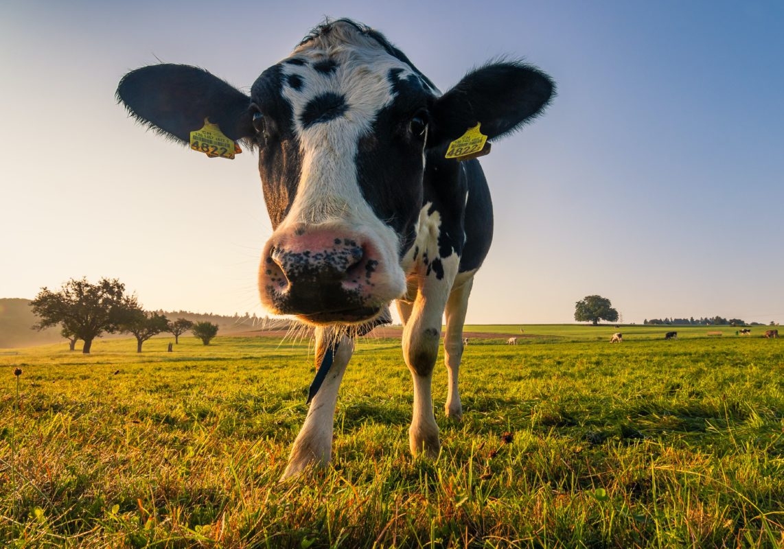 mucca in un allevamento biologico che può produrre latte biologico