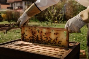 alveare per la produzione di miele