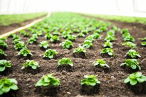 piantine piantate e coltivate secondo i principi e il significato dell'agricoltura biodinamica