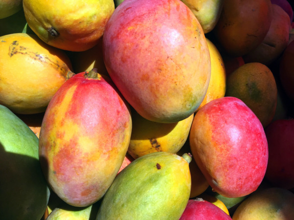 varieta mango